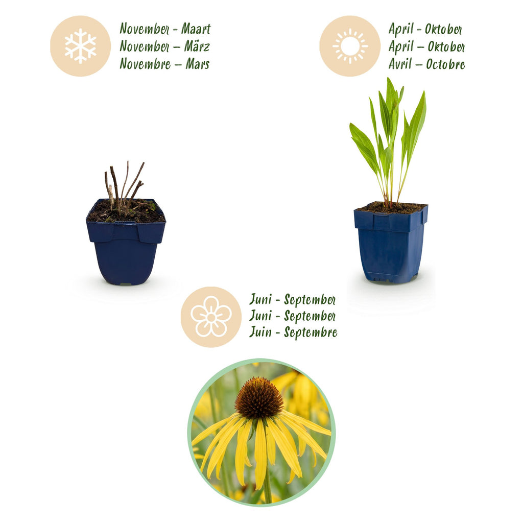 Echinacea paradoxa (échinacée paradoxe) – jaune – 12 plantes, Ø11 cm, 15–25 cm de haut – photo 4