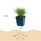 Festuca glauca (blågræs) – 6 planter, Ø11 cm, 15–25 cm høje