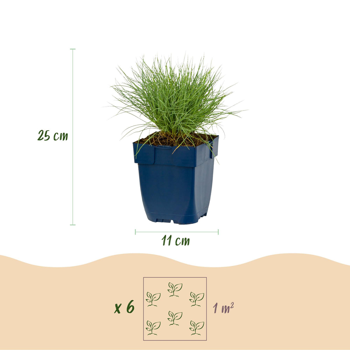 Festuca glauca (blågræs) – 6 planter, Ø11 cm, 15–25 cm høje – billede 3