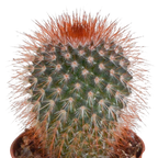 Mélange de cactus (Cactaceae) sans pot décoratif – Ø6 cm, 13 cm de haut – art. 5592