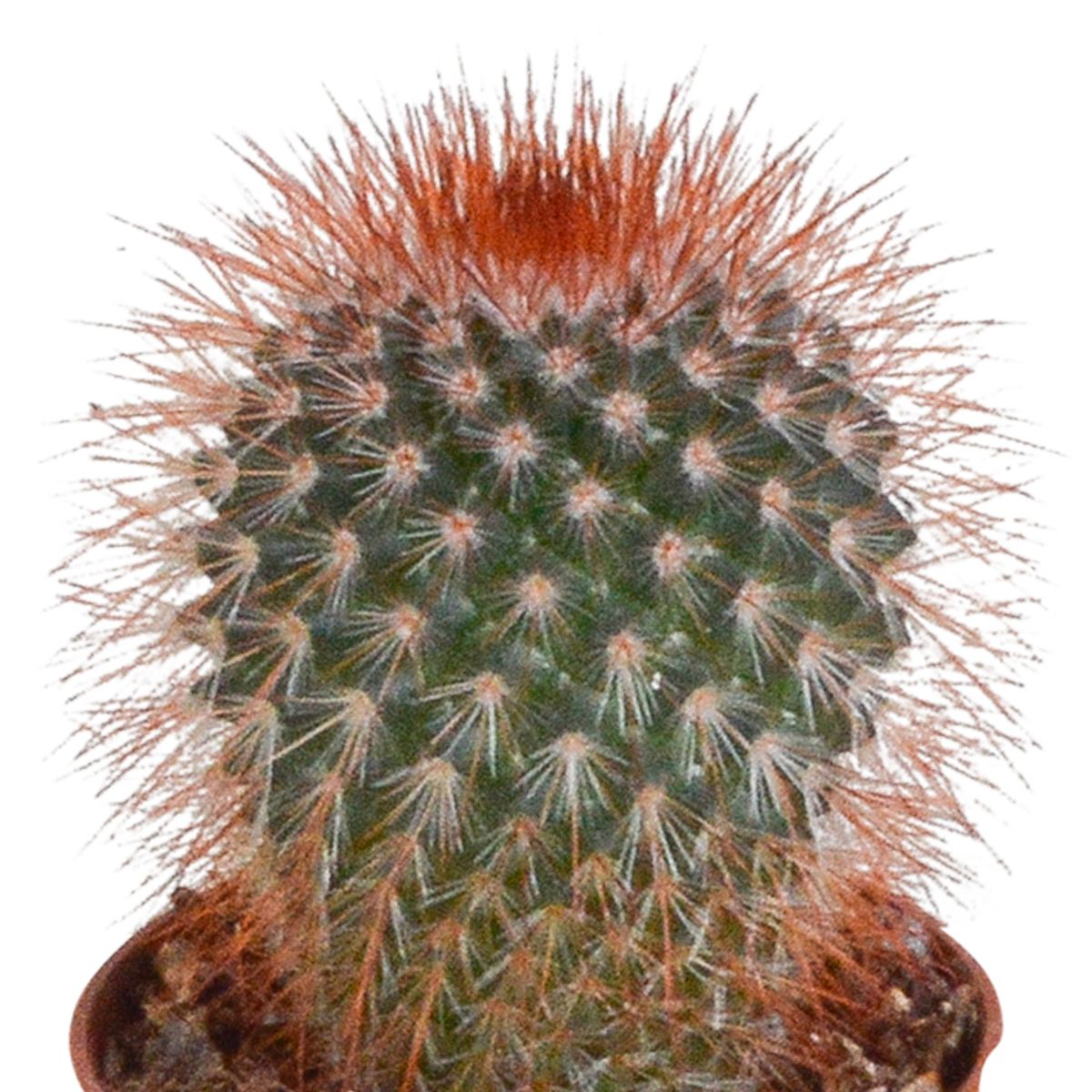 Kaktusmix (Cactaceae) uden potteskjulere – Ø6 cm, 13 cm høj – art. 5592