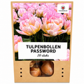 Tulp 'Password' – 20 bloembollen (bolmaat 11/12)