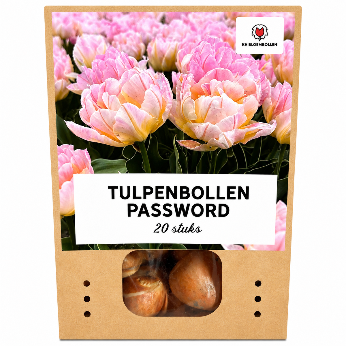 Tulp 'Password' – 20 bloembollen (bolmaat 11/12)