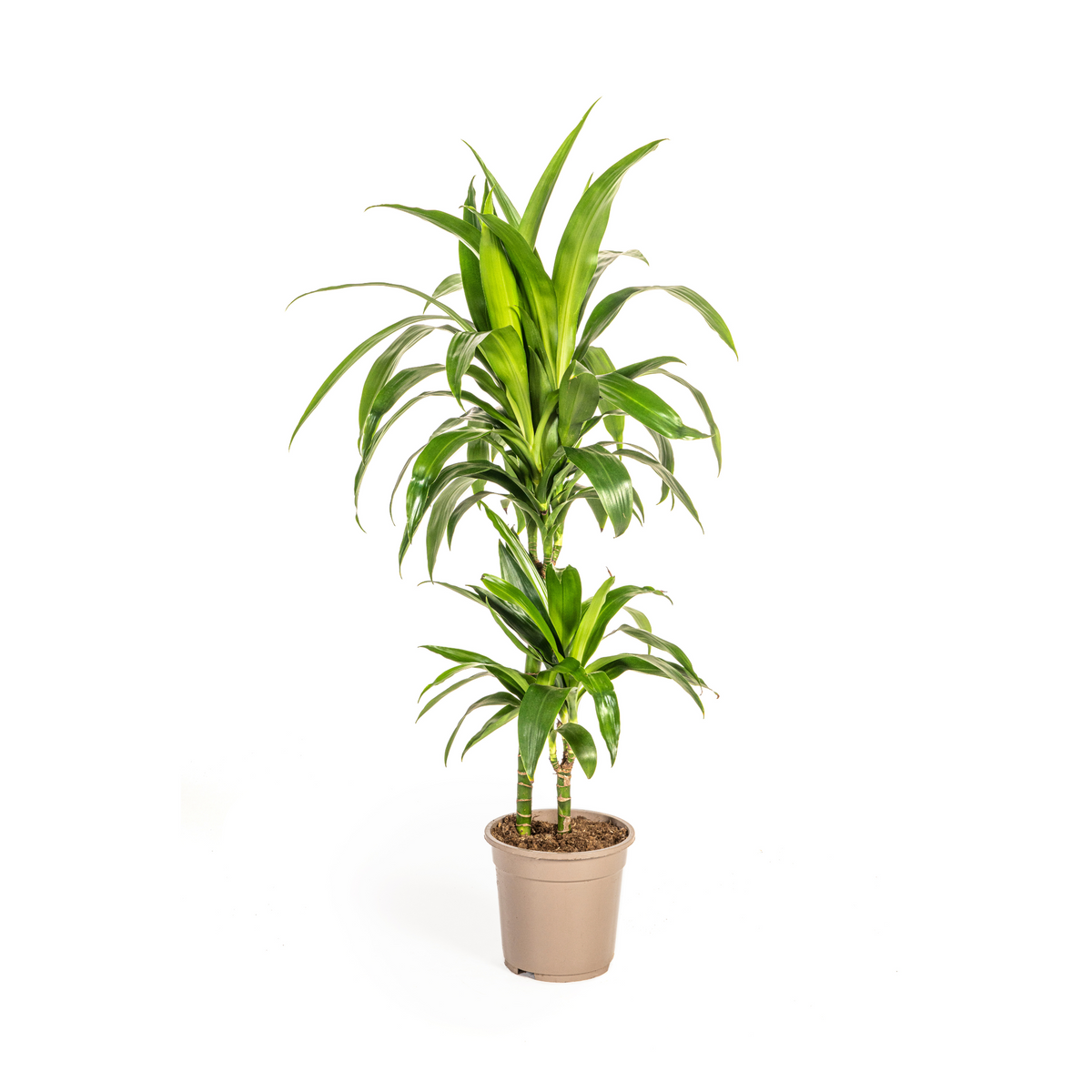 Dracaena Deremensis Lisa (drakenboom) – Ø19 cm, 70–90 cm hoog