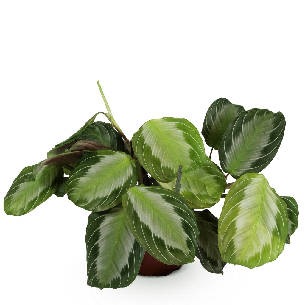 Maranta Fascinator Silverband (prayer plant) – Ø12 cm, 25 cm high – photo 2