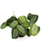 Maranta Fascinator Silverband (prayer plant) – Ø12 cm, 25 cm high