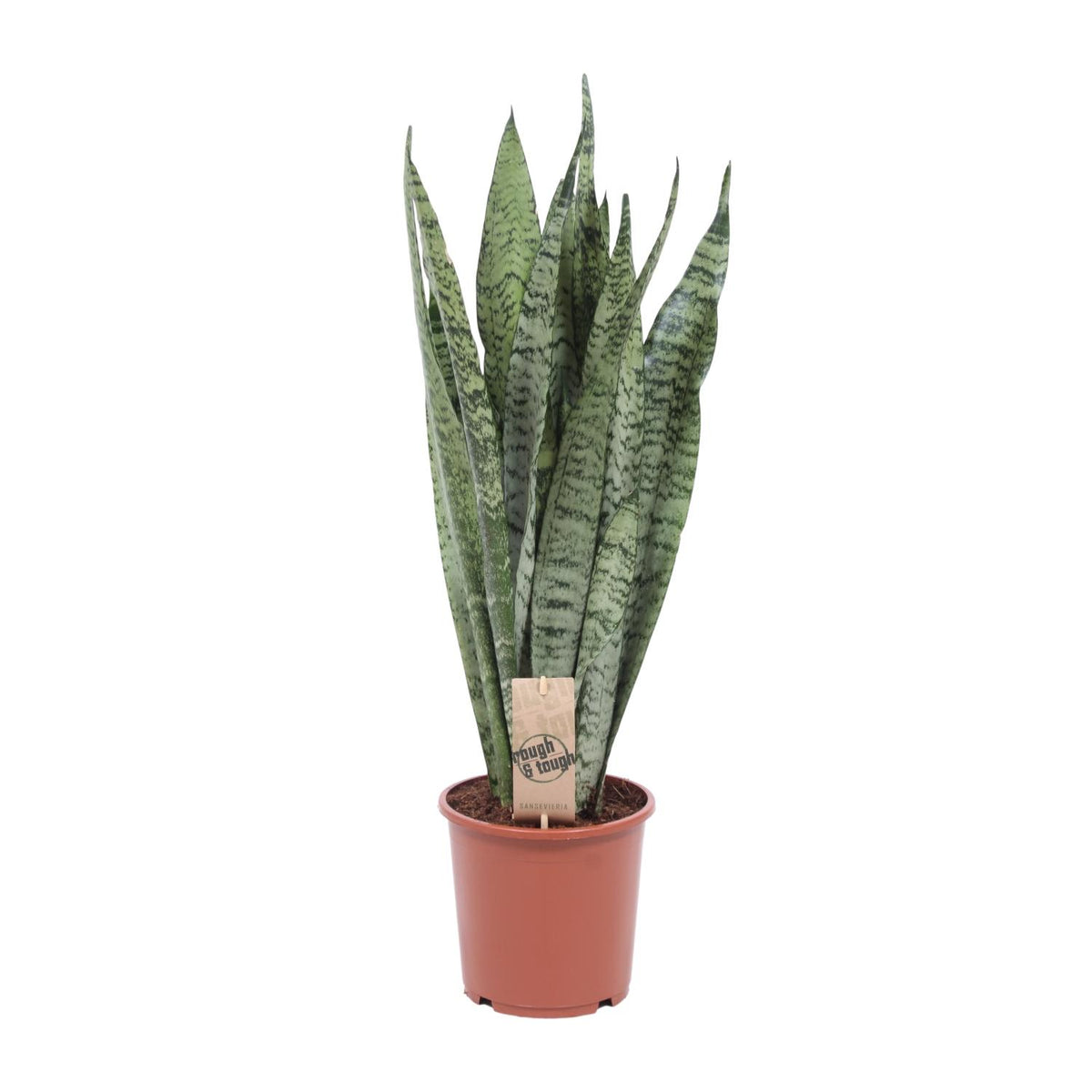 Sansevieria Zeylanica (Bogenhanf) – Ø17 cm, 60 cm hoch