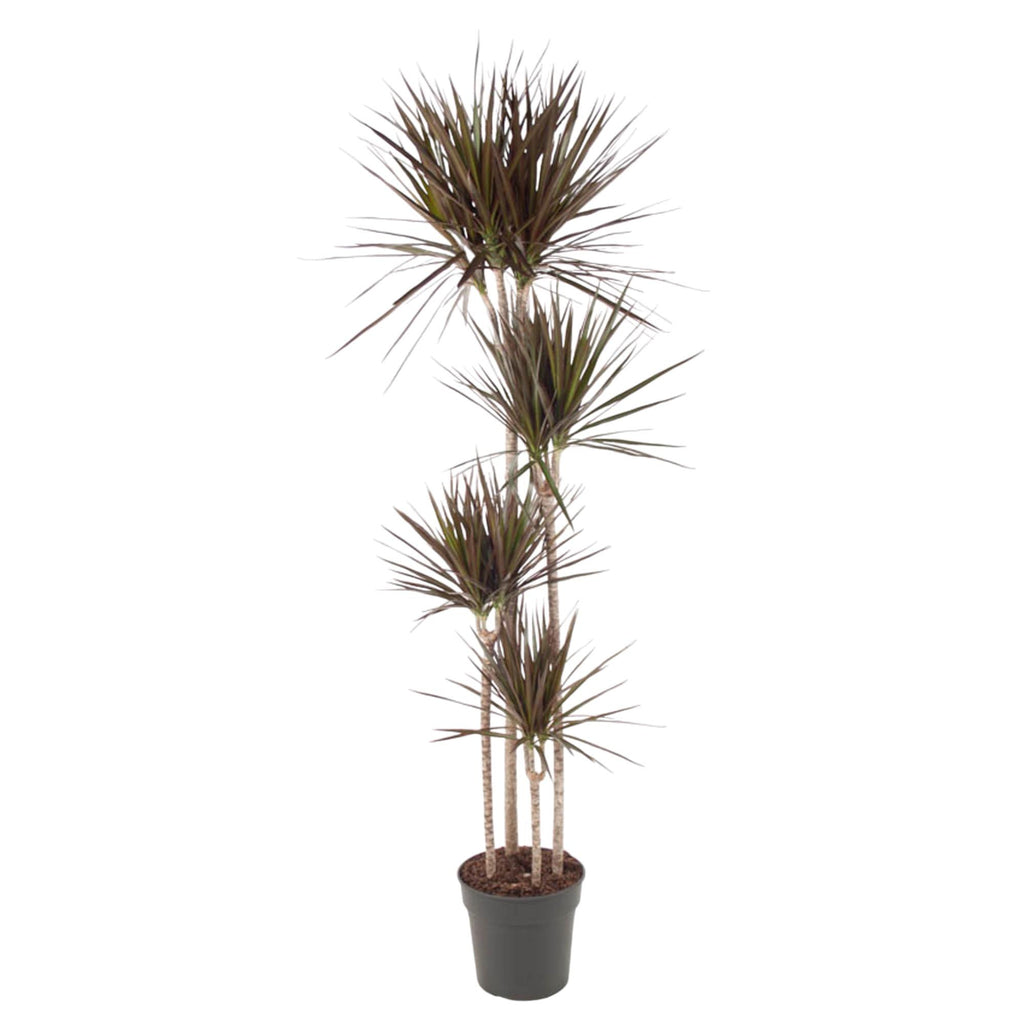 Dracaena Magenta (arbre dragonnier) – Ø27 cm, 180 cm de haut