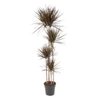 Dracaena Magenta (arbre dragonnier) – Ø27 cm, 180 cm de haut