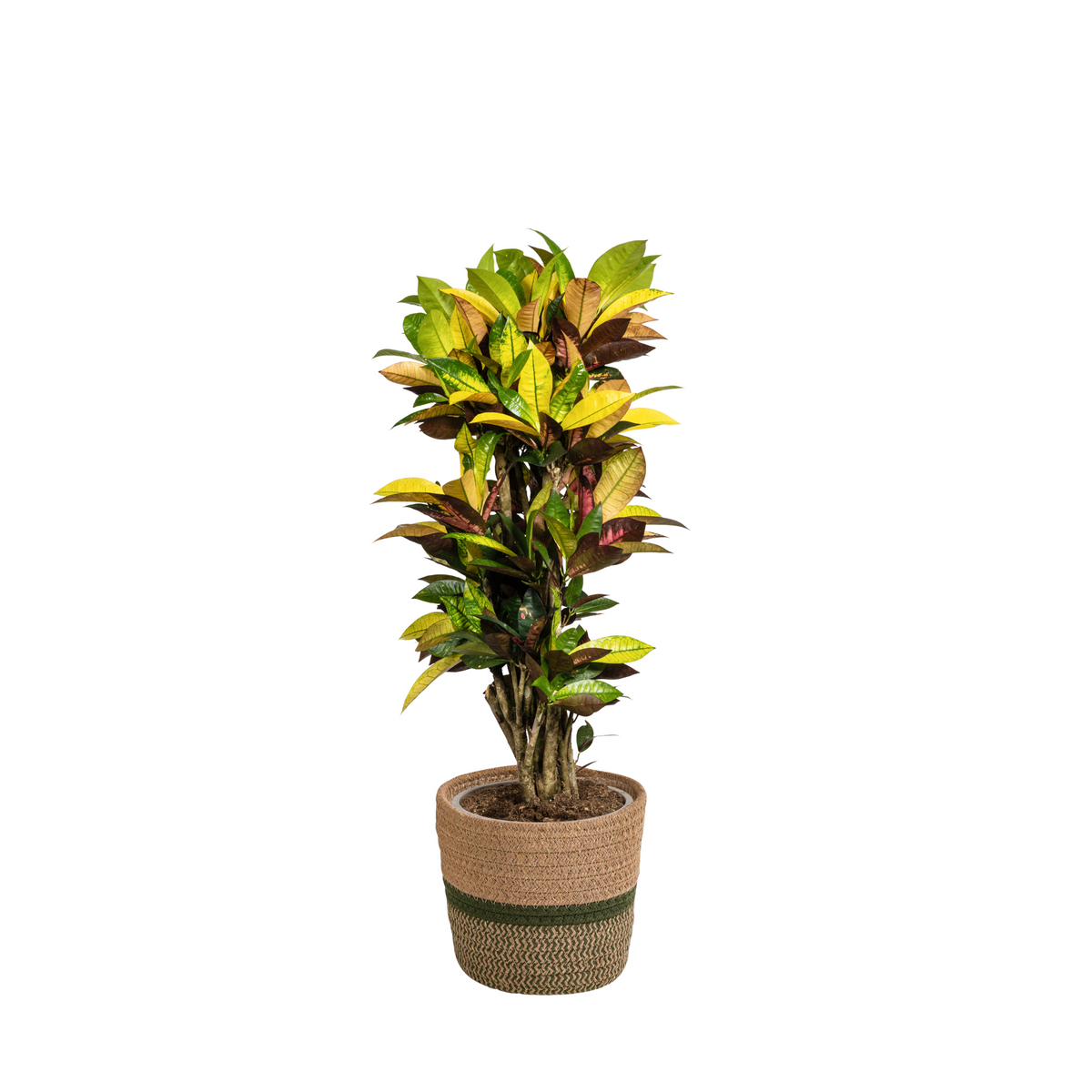 Codiaeum 'Croton' Iceton met mand – Ø24 cm, 80–100 cm hoog