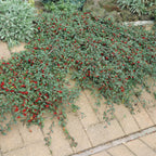 Cotoneaster dam. 'Major' (cotoneaster) – 6 plants, Ø9 cm, 25 cm high