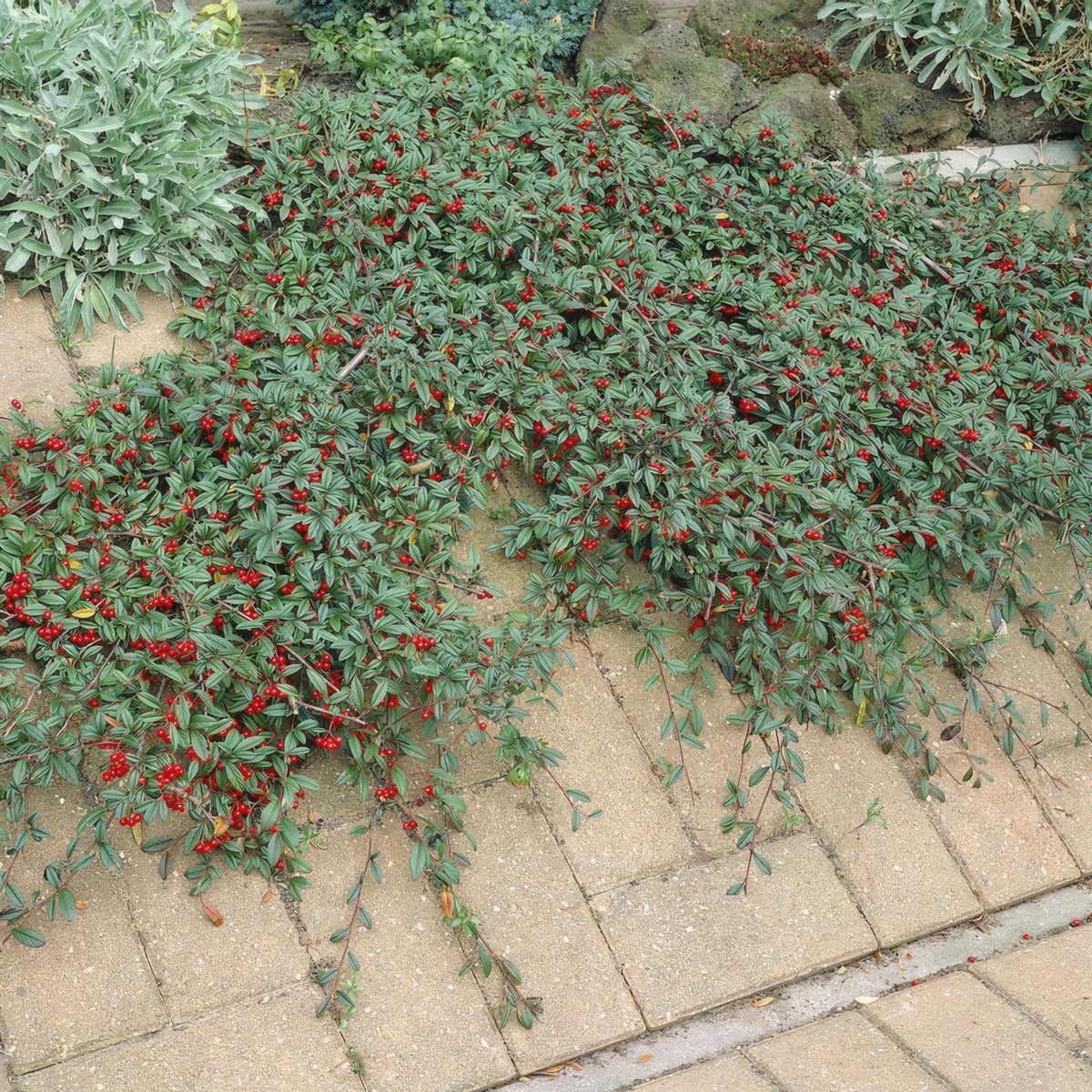 Cotoneaster dam. 'Major' (cotoneaster) – 6 plants, Ø9 cm, 25 cm high – photo 6
