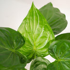 Alocasia Cucullata (elefantøre) med kurv selin – Ø19 cm, 65 cm høj