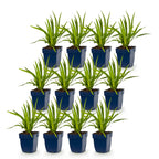 Liatris spicata alba (liatris) – blanc – 12 plantes, Ø11 cm, 15–25 cm de haut