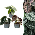 3× Baby Alocasia Tricolour (elephant ear) incl. Linnea Misty Blue – Ø6 cm, 12 cm high