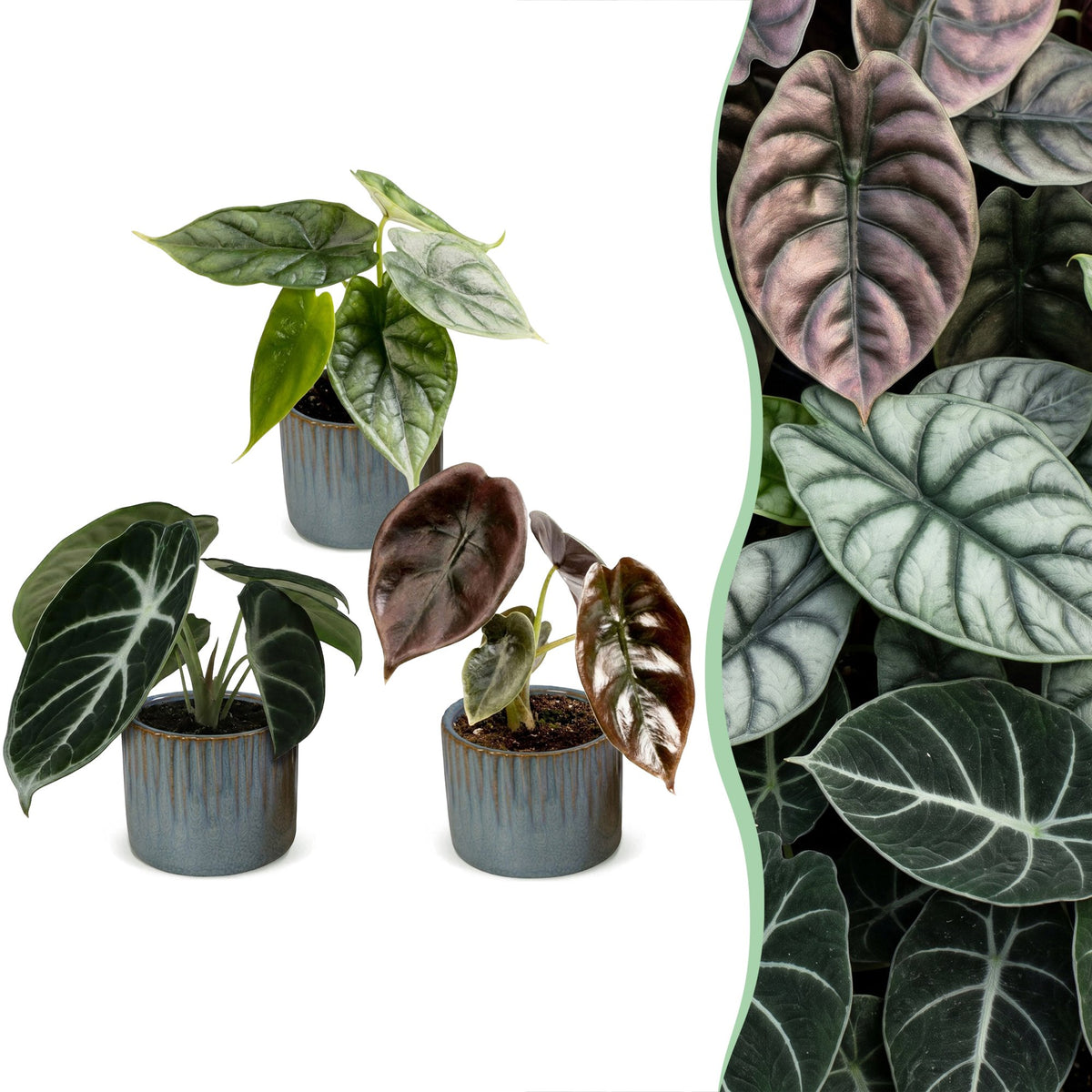 3× bébé Alocasia Tricolour (oreille d’éléphant) incl. Linnea Misty Blue – Ø6 cm, 12 cm de haut