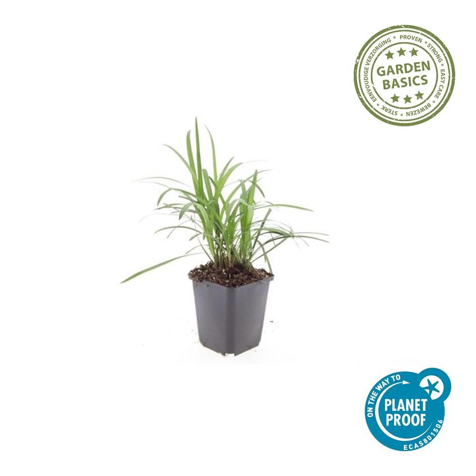 Liriope muscari 'Moneymaker' (lily grass) – 12 plants, Ø9 cm, 10–25 cm high – photo 2