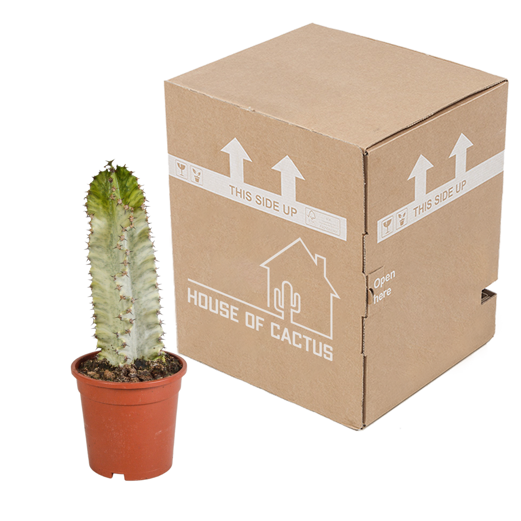 Euphorbia marmorata – Ø17 cm, 40 cm høj