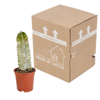 Euphorbia marmorata – Ø17 cm, 40 cm høj