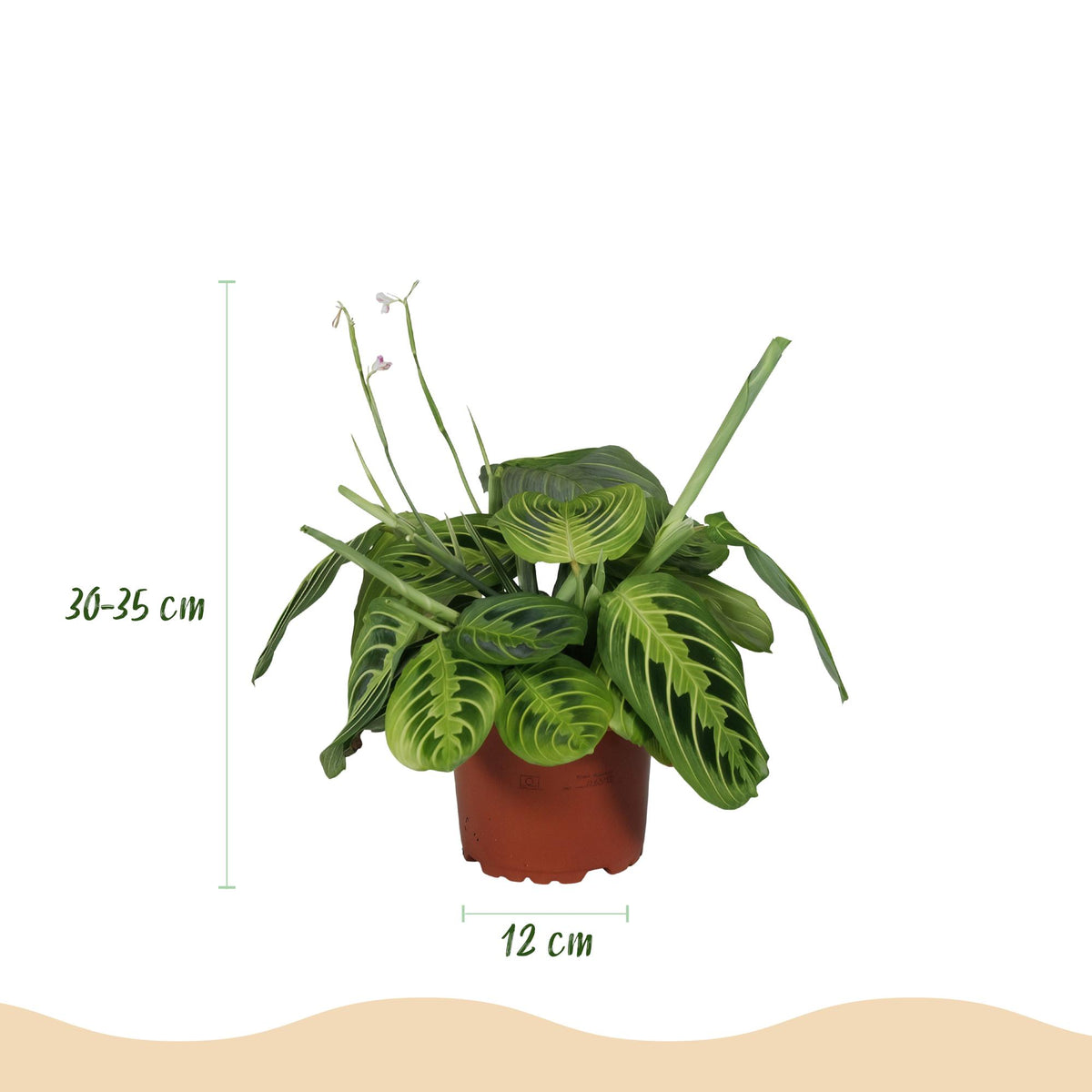 4× Maranta Fascinator Lemon Lime (bønneplante) i Potter-pyntepotte grå – Ø12 cm, 25 cm høj