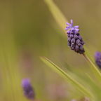Liriope muscari 'Moneymaker' (lily grass) – 60 plants, Ø9 cm, 10–25 cm high
