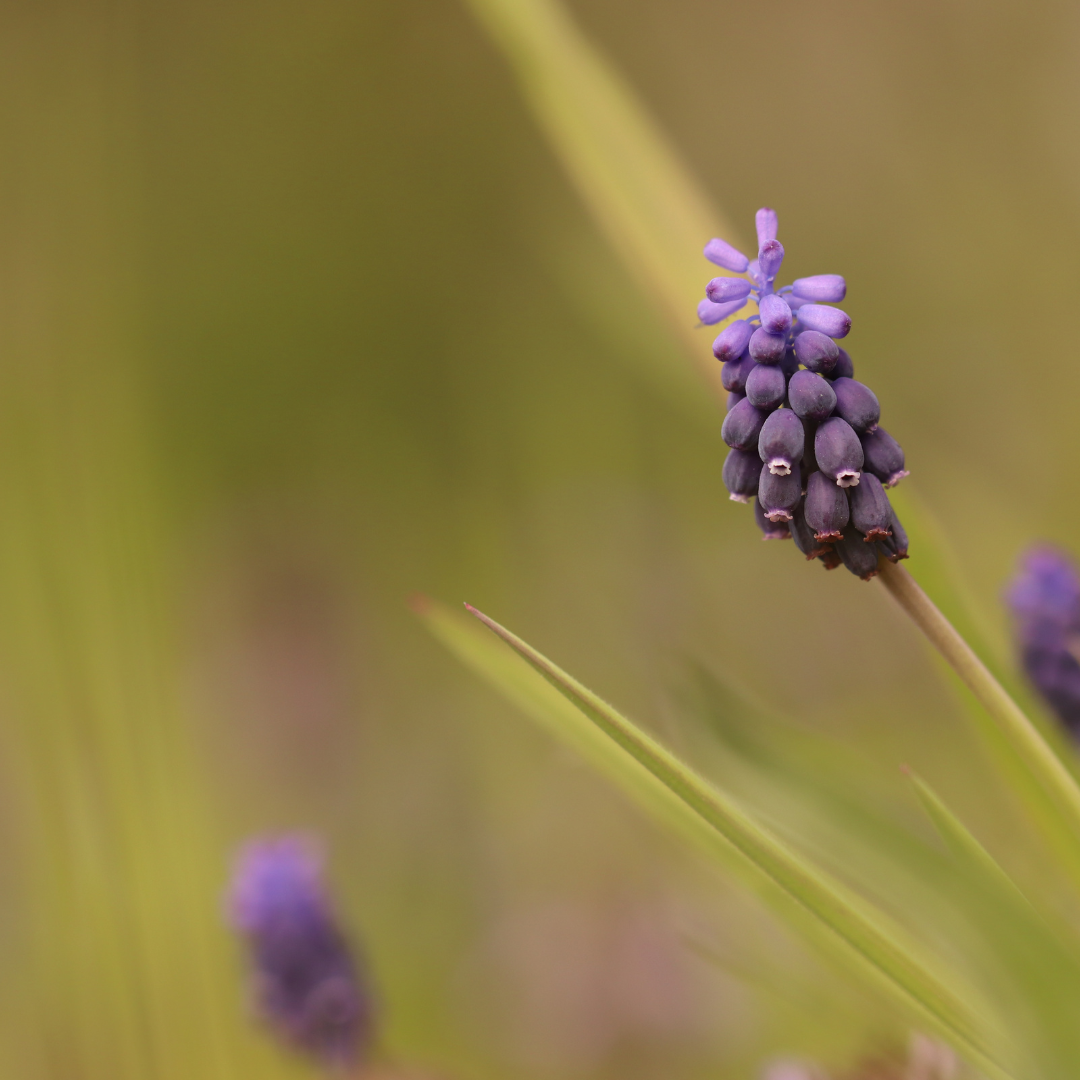 Liriope muscari 'Moneymaker' (lily grass) – 60 plants, Ø9 cm, 10–25 cm high – photo 10
