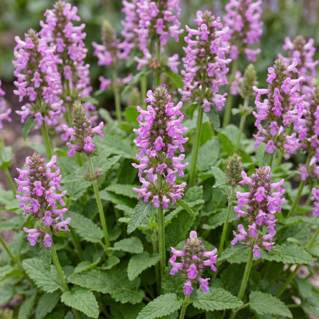 Stachys officinalis 'Ukkie' (Eselsohr) – rosa – Ø11 cm, 15–25 cm hoch – Bild 5