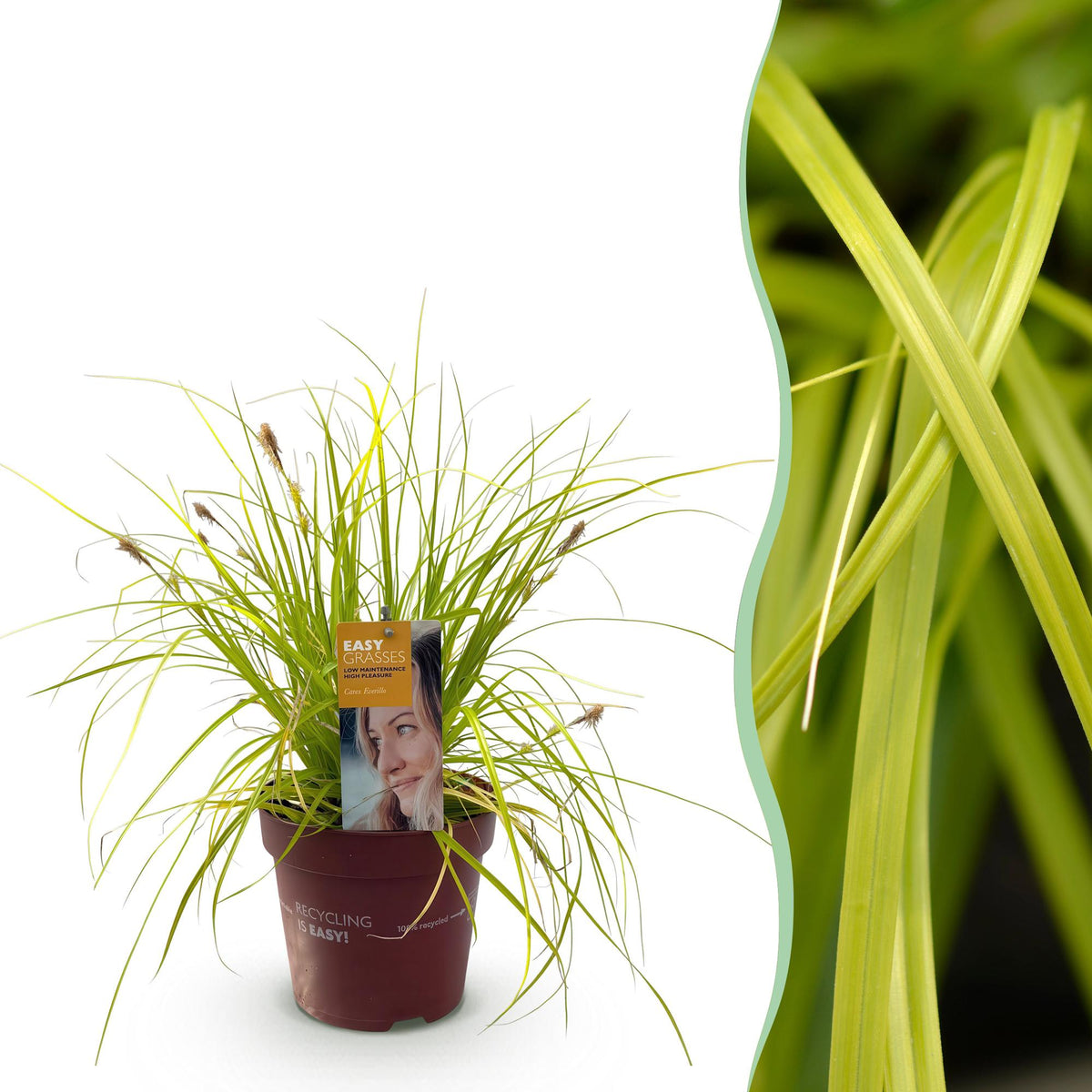 Carex oshimensis 'Everillo' (zegge) – geel – Ø17 cm, 50 cm hoog