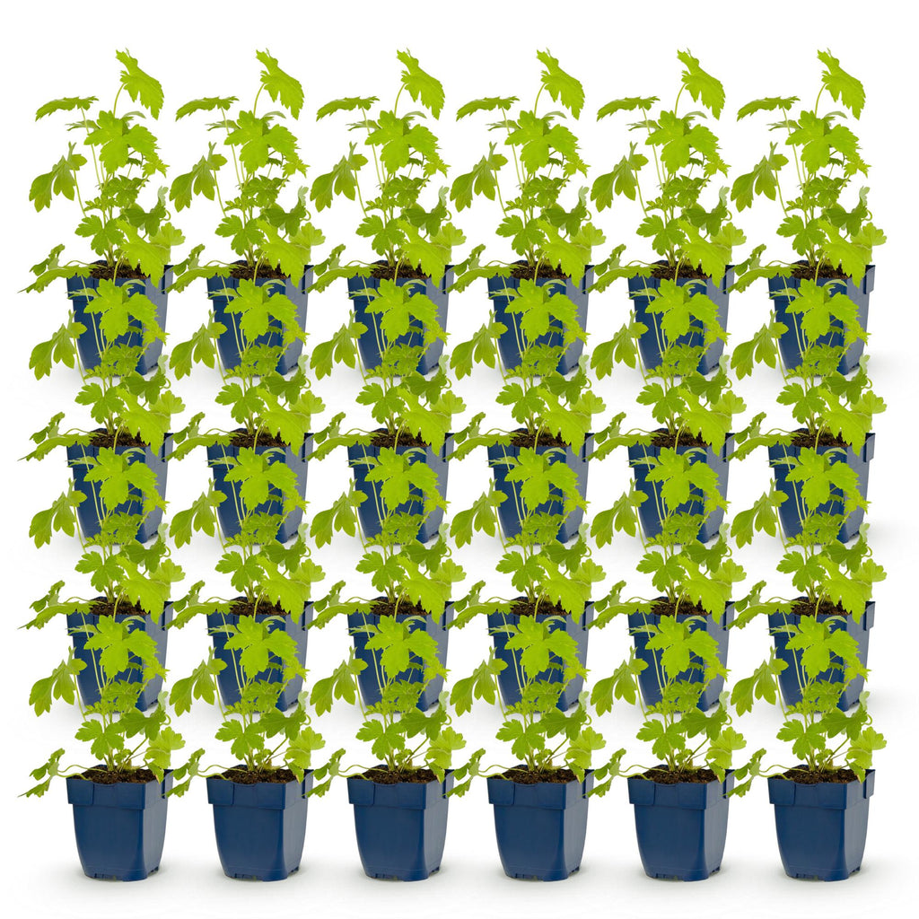 Delphinium 'Galahad' (Sch intentionssporn) – weiß – 24 Pflanzen, Ø11 cm, 15–25 cm hoch – Bild 2
