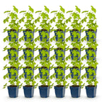 Delphinium 'Galahad' (Sch intentionssporn) – weiß – 24 Pflanzen, Ø11 cm, 15–25 cm hoch