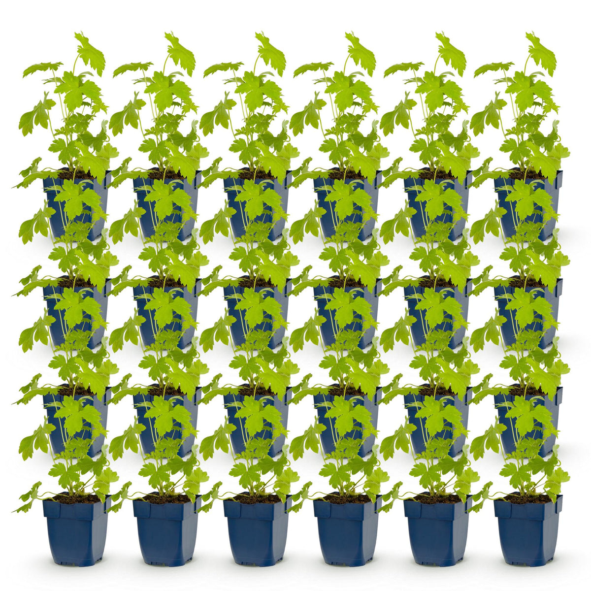 Delphinium 'Galahad' (Sch intentionssporn) – weiß – 24 Pflanzen, Ø11 cm, 15–25 cm hoch – Bild 2