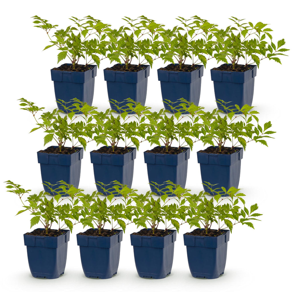 Astilbe 'Deutschland' (fjergræs) – hvid – 12 planter, Ø11 cm, 15–25 cm høj