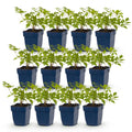 Astilbe 'Deutschland' (fjergræs) – hvid – 12 planter, Ø11 cm, 15–25 cm høj