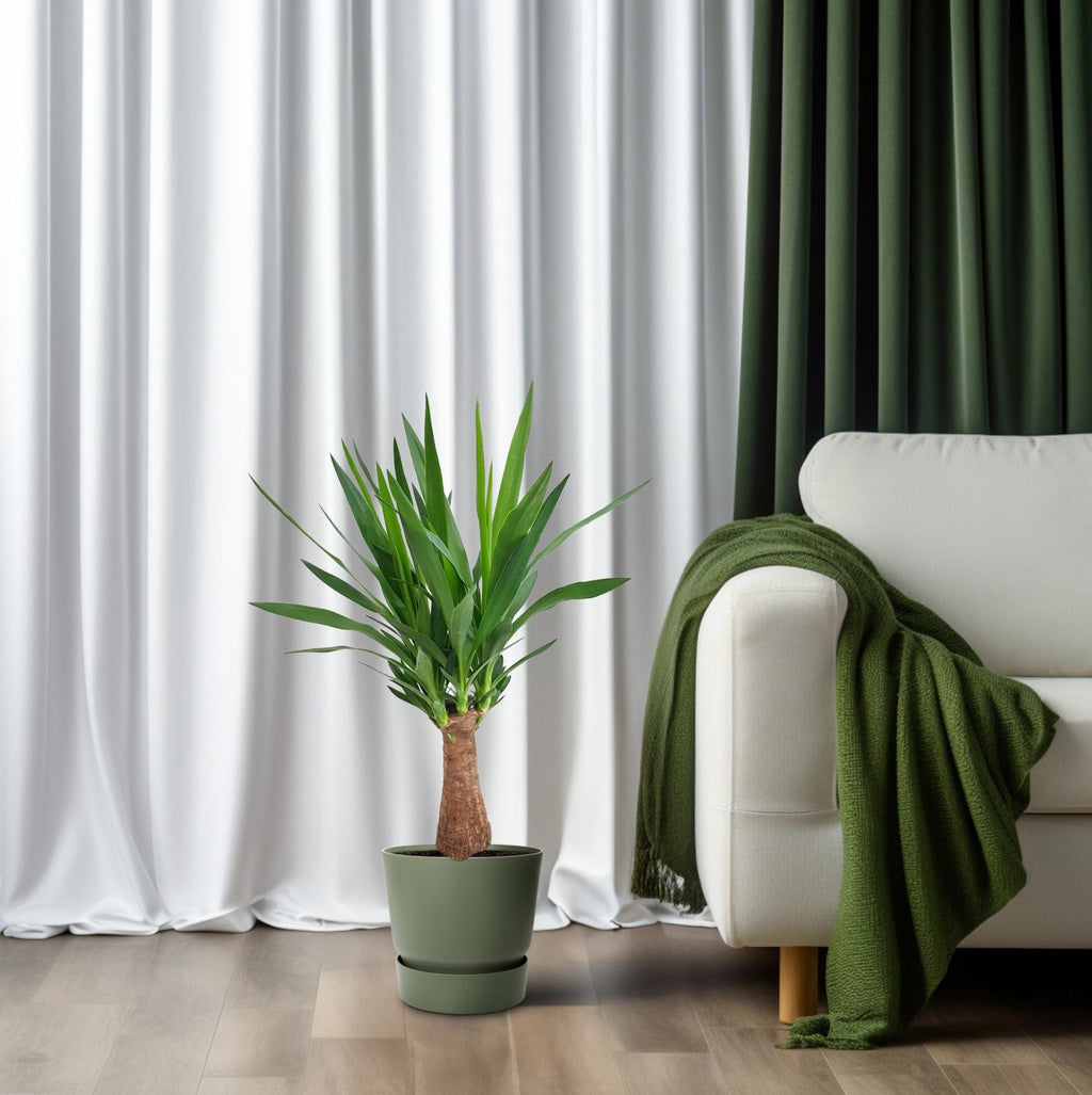 Yucca "Maya Tree" 30stam – Ø19 cm, 80 cm hoog