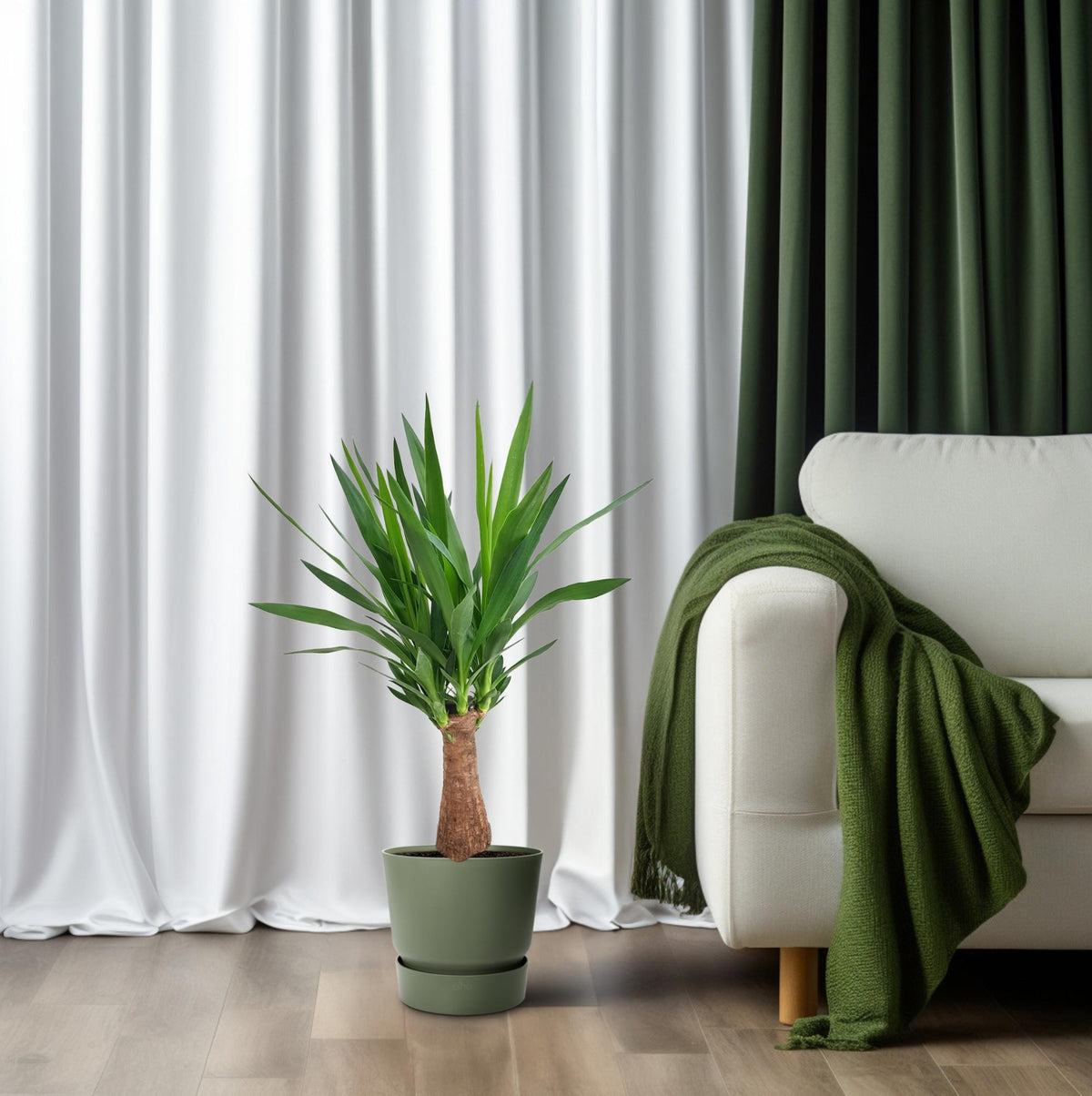 Yucca "Maya Tree" 30stam – Ø19 cm, 80 cm hoog