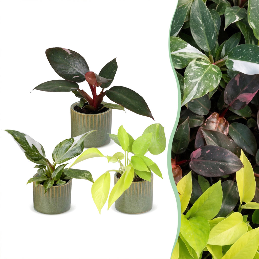 3× Philodendron tricolore bébé incl. olive Linnea – Ø6 cm, 10–15 cm de haut