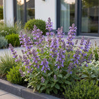 Nepeta nerv. 'Neptune' (menthe-des-chats) – violet – 24 plantes, Ø11 cm, 15–25 cm de haut
