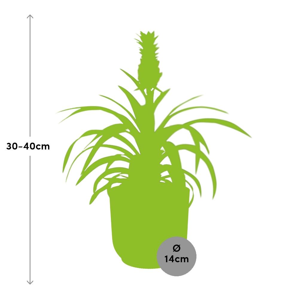 Ananas Mi Amigo in ELHO Vibes Fold 14cm geel (ananasplant) – 40 cm hoog