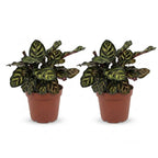 2× Calathea makoyana – Ø12 cm, 25 cm hoch