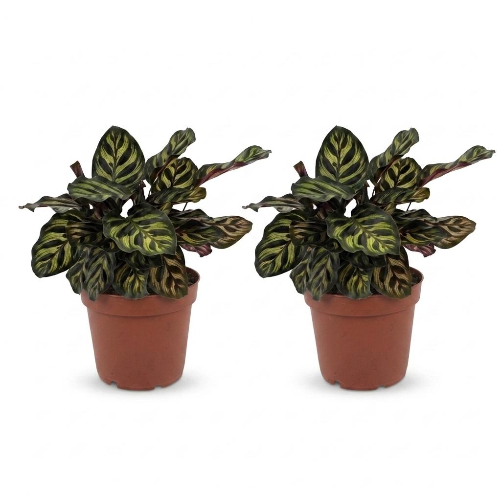 2× Calathea makoyana – Ø12 cm, 25 cm hoog