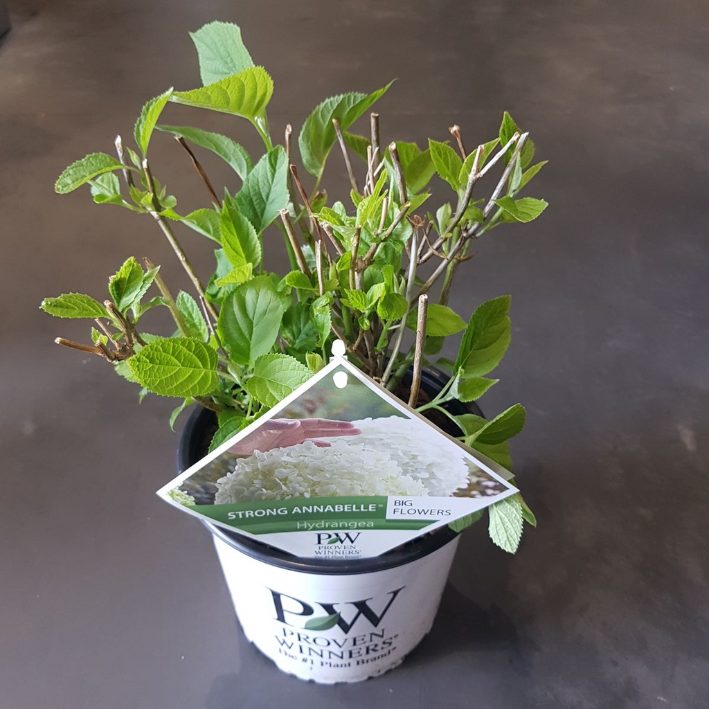 Hydrangea arbo. 'Strong Annabelle' (hydrangea) – Ø19 cm, 30 cm high – photo 2