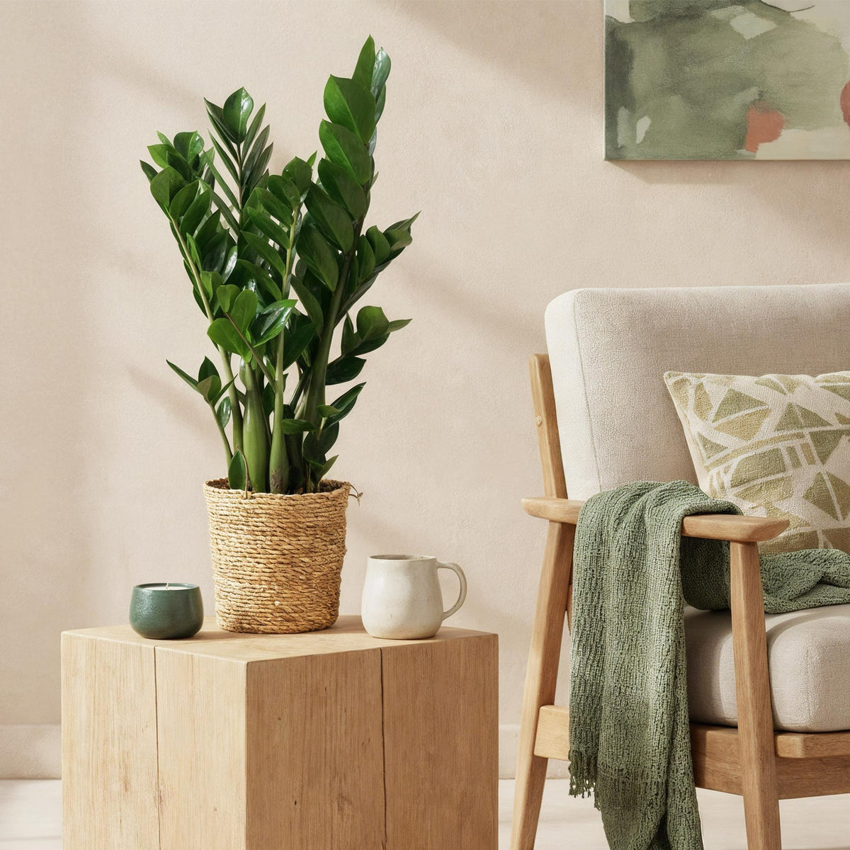 Zamioculcas (zz-plant) – Ø17 cm, 65–75 cm hoog