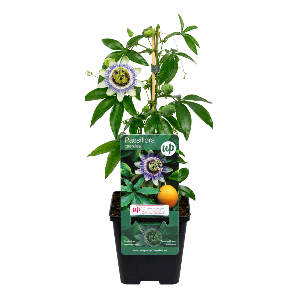 Passiflora caerulea (passion flower) – 6 plants – photo 2
