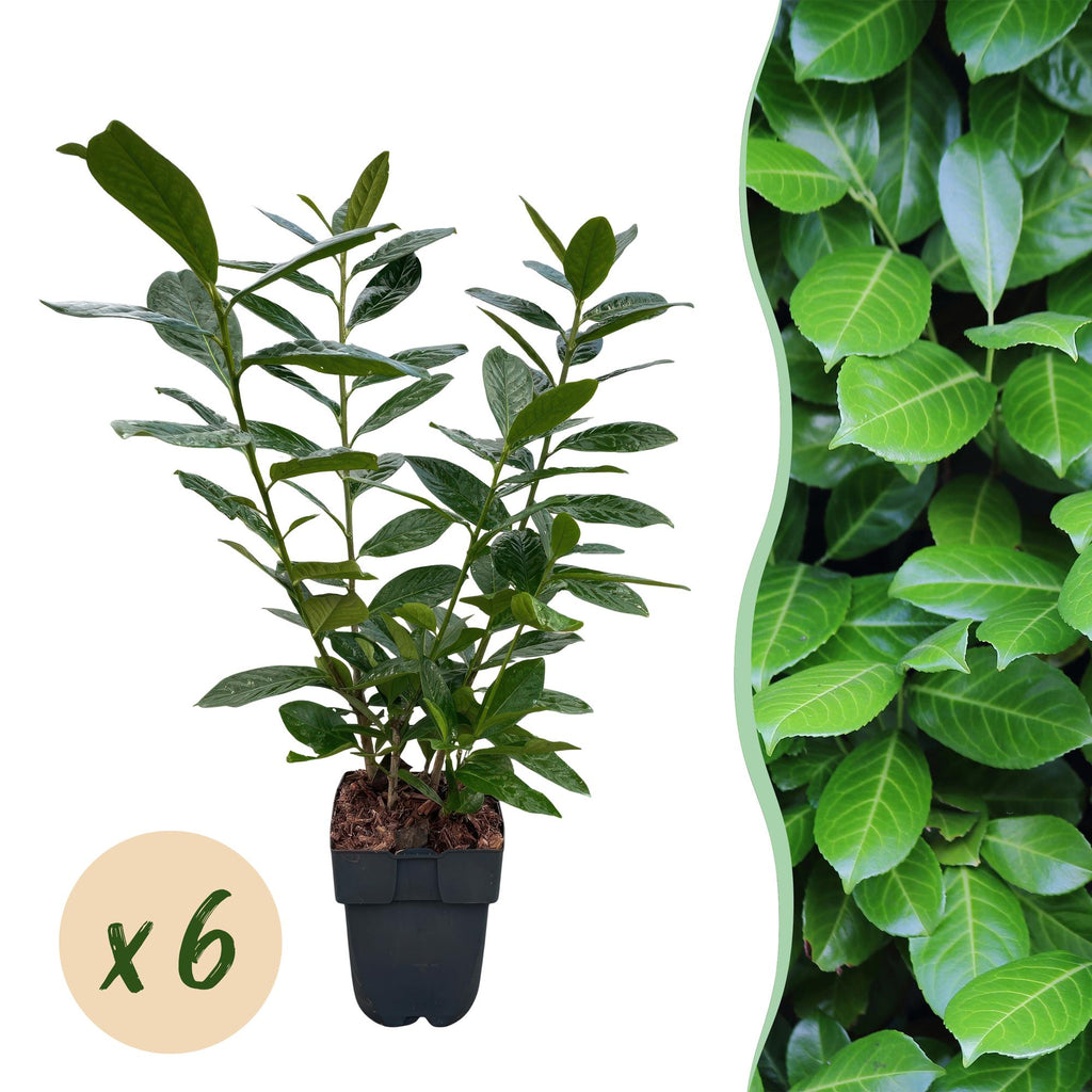 Prunus laurocerasus 'Novita' (Kirschlorbeer) – 6 Pflanzen, Ø 17 cm, 50 cm hoch