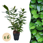 Prunus laurocerasus 'Novita' (Kirschlorbeer) – 6 Pflanzen, Ø 17 cm, 50 cm hoch