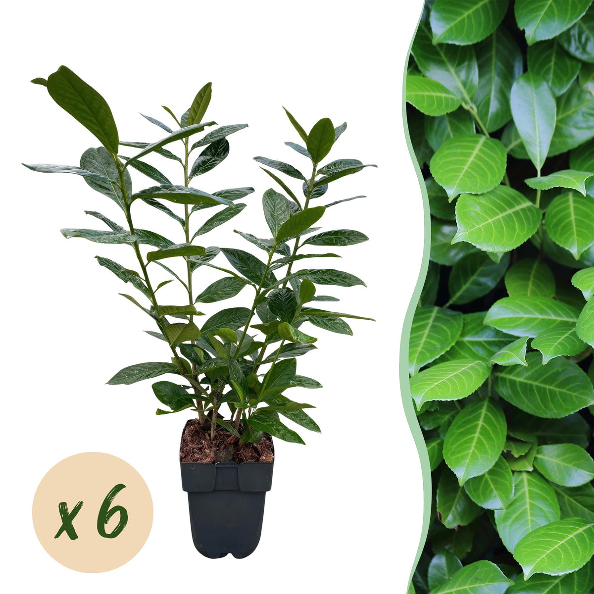 Prunus laurocerasus 'Novita' (laurier-cerise) – 6 plants, Ø 17 cm, 50 cm de haut