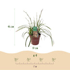 Carex morrowii 'Ice Dance' (Segge) – 2 Pflanzen, Ø 17 cm, 50 cm hoch