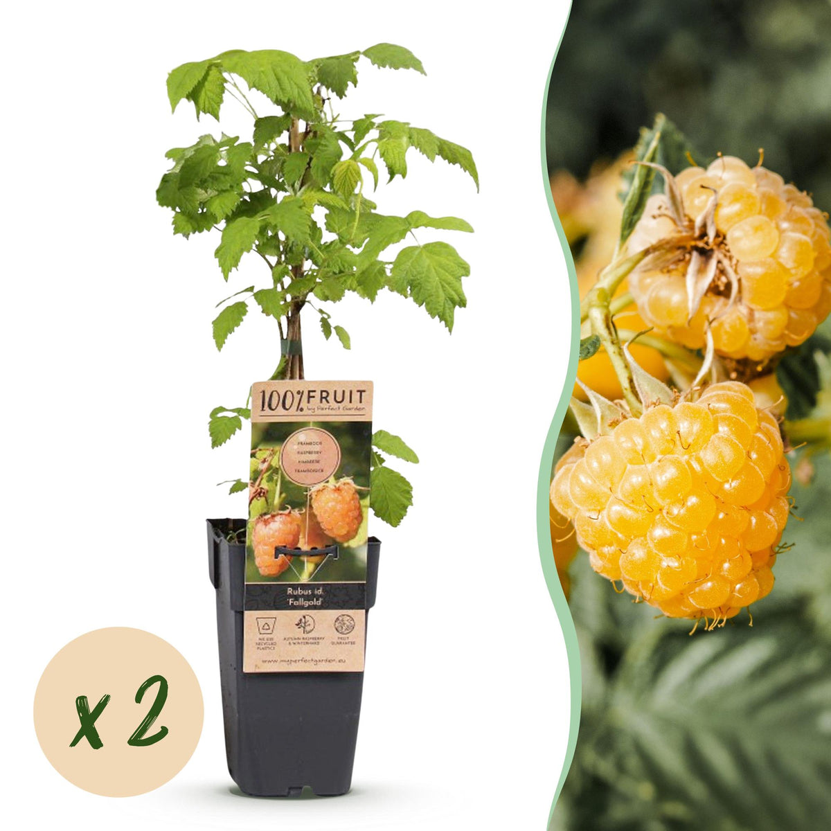 Rubus idaeus 'Fallgold' (frambozenplant) – 2 planten, Ø15 cm, 50 cm hoog