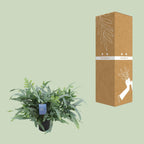 Phlebodium aureum Blue Star (blue fern) – Ø17 cm, 50 cm high