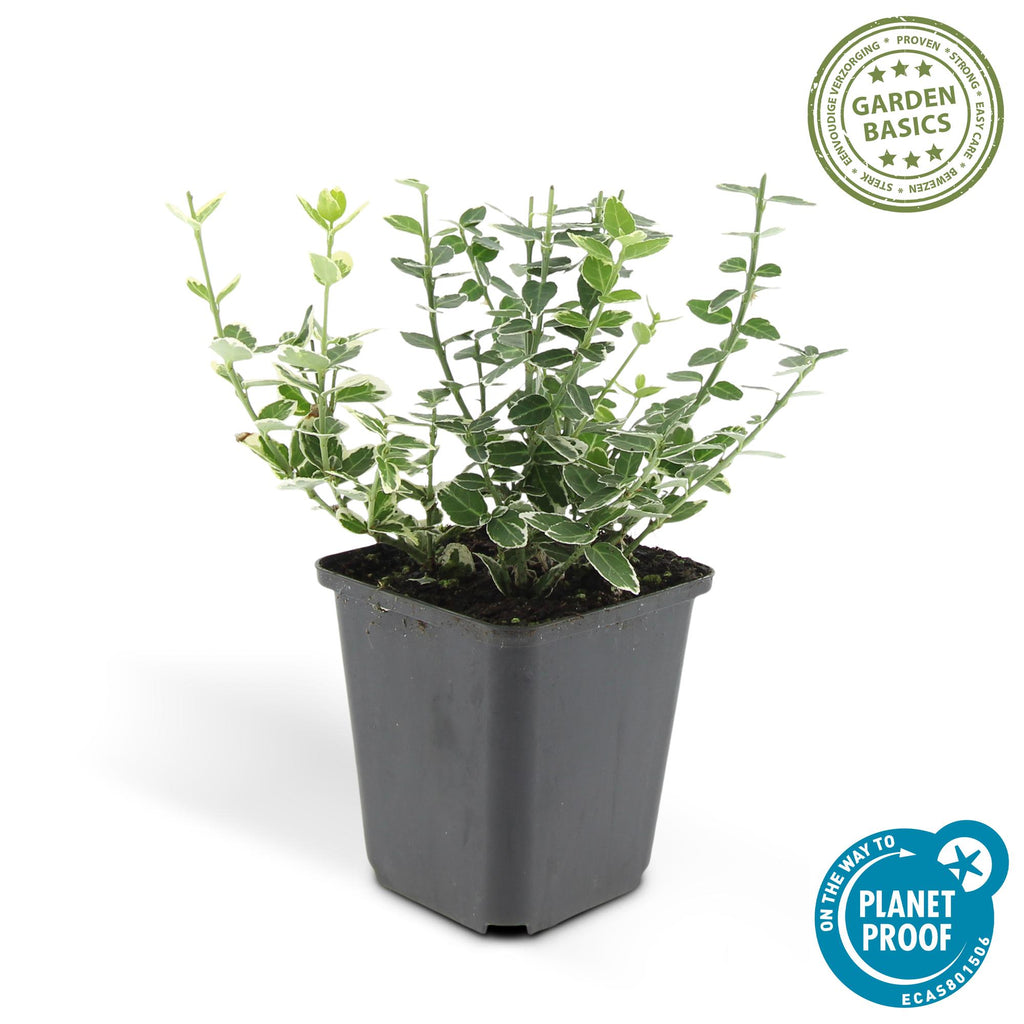 Euonymus fort. 'Emerald Gaiety' (spindle bush) – 12 plants, Ø9 cm, 10–25 cm high – photo 2